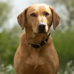 Farlows Bridle Leather Dog Collar -Shooting Sales Shop f21a0288.2 1